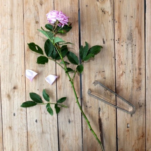 Enlever Épines Dégrafe à Feuilles Démontage Bricolage Fleur Jardin Maison 