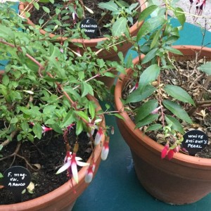 Etiquette en Zinc à Planter 2