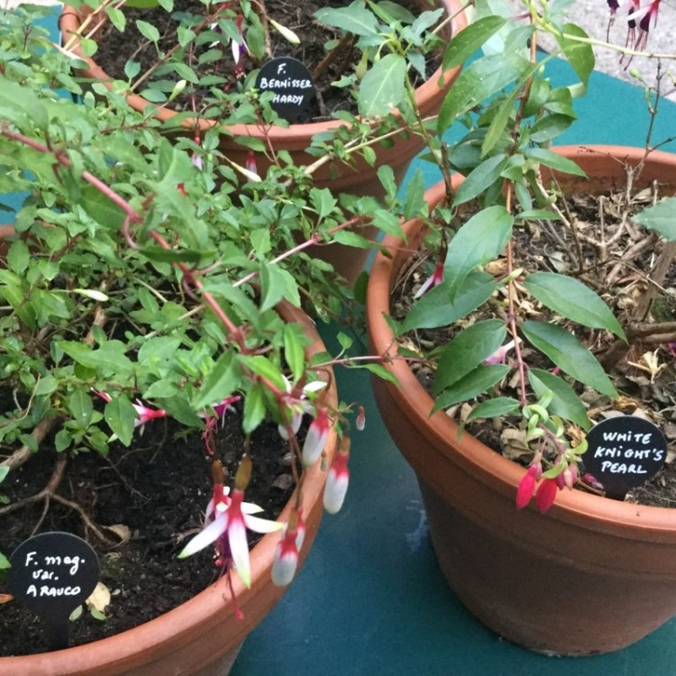 Etiquette en Zinc à Planter