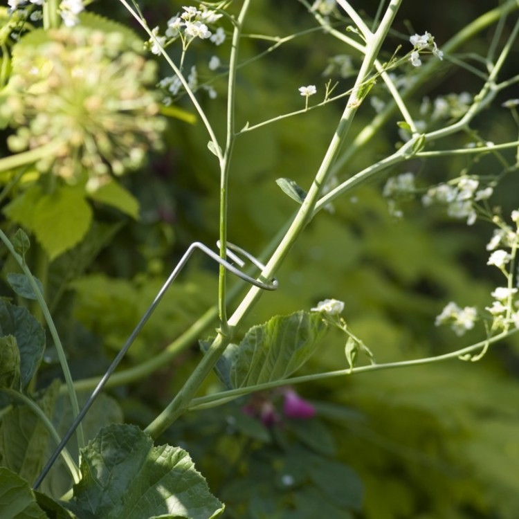 Tuteur Camérius en acier, extrémité pour maintenir les grandes plantes herbacées Tuteur Camérius en acier, extrémité pour maintenir les grandes plantes herbacées