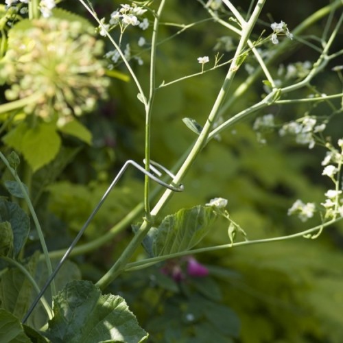 Tuteur Camérius en acier, extrémité pour maintenir les grandes plantes herbacées Tuteur Camérius en acier, extrémité pour maintenir les grandes plantes herbacées