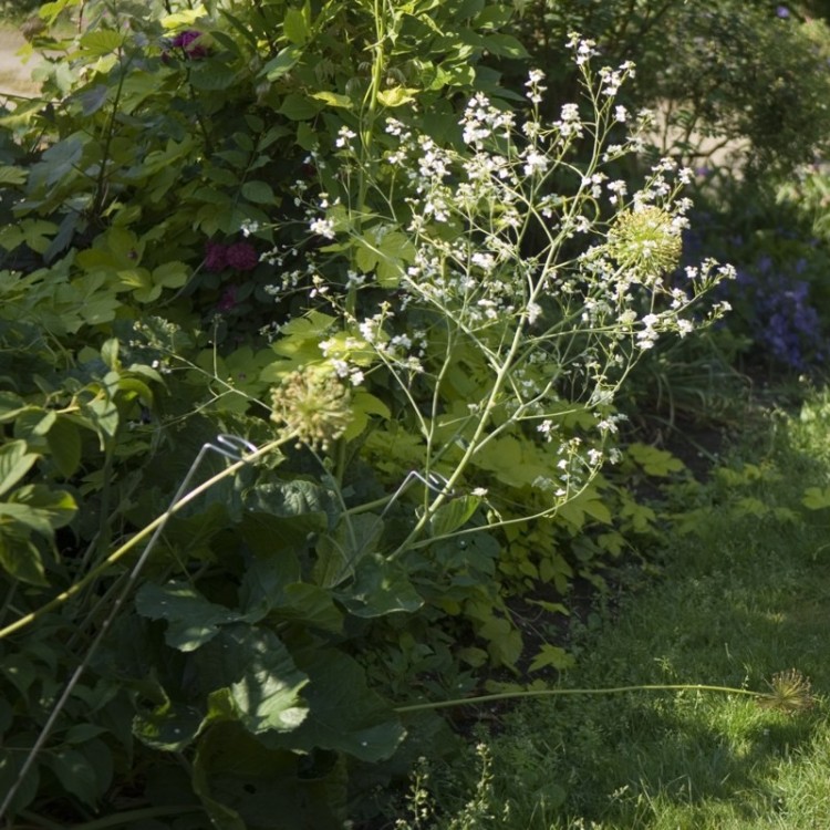 Extrémité du tuteur Camérius, Support circulaire pour glisser et relever la tige d’une fleur alourdie ou volumineuse Extrémité du tuteur Camérius, Support circulaire pour glisser et relever la tige d’une fleur alourdie ou volumineuse