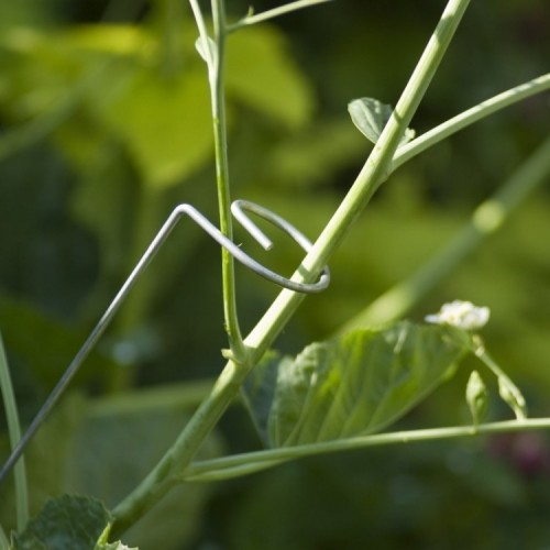 Tuteur Camérius en acier – extrémité pour maintenir les grandes plantes herbacées Tuteur Camérius en acier – extrémité pour maintenir les grandes plantes herbacées
