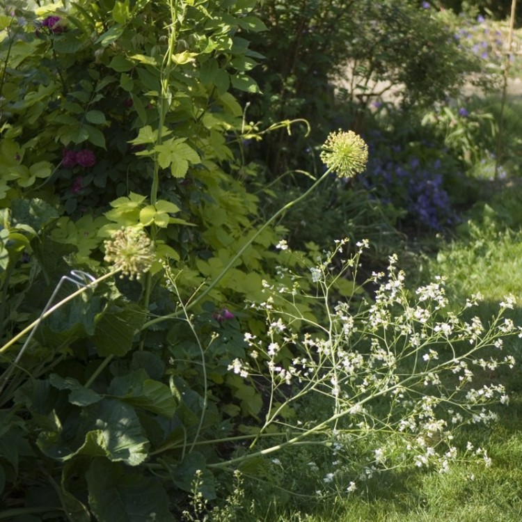 Tuteur Camérius en acier au jardin Tuteur Camérius en acier au jardin