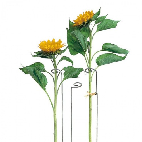 Tuteur Camérius en acier – Accessoire de jardin discret pour maintenir les grandes plantes herbacées, deux hauteurs disponibles Tuteur Camérius en acier – Accessoire de jardin discret pour maintenir les grandes plantes herbacées, deux hauteurs disponibles