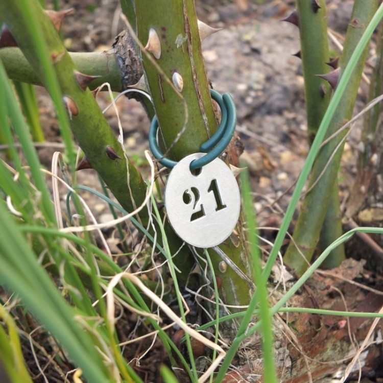 Anneaux de Fixation Tuteurage