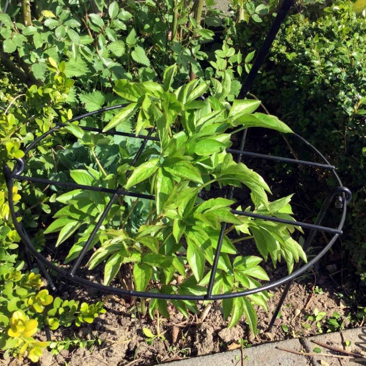 tuteur grille pivoine