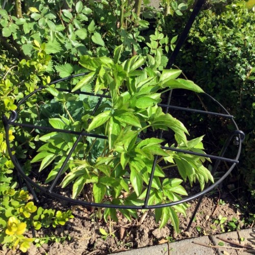 tuteur grille pivoine