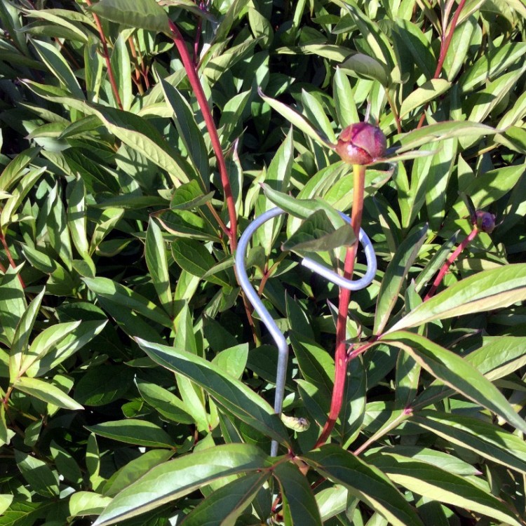 Tuteur Camerius Tuteur Camerius