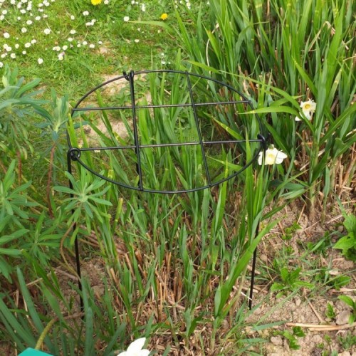 tuteur grille pivoine