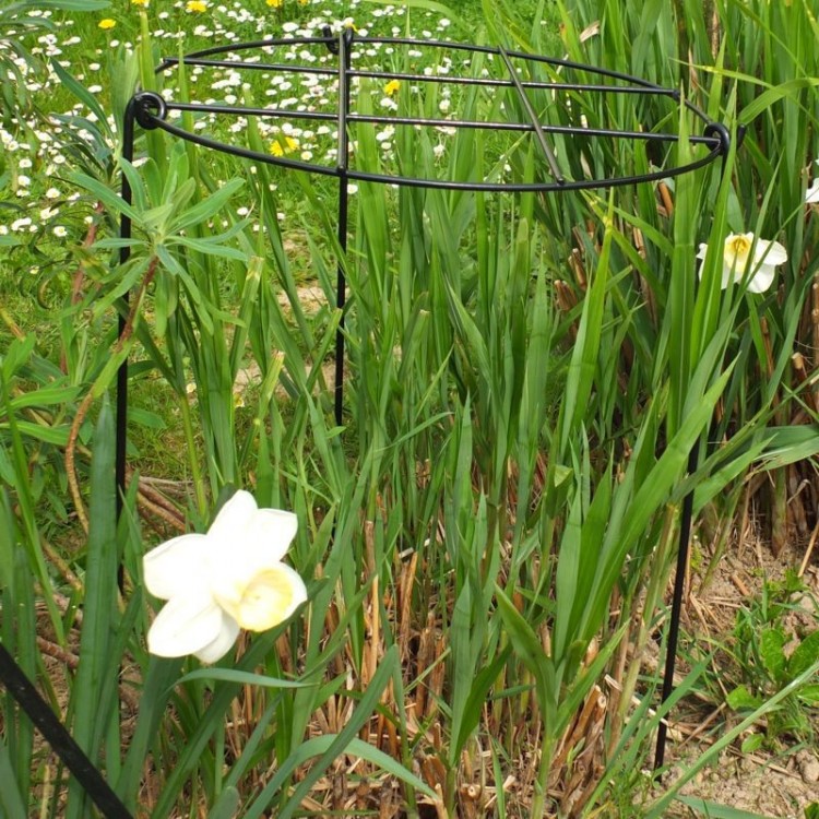 tuteur grille pivoine