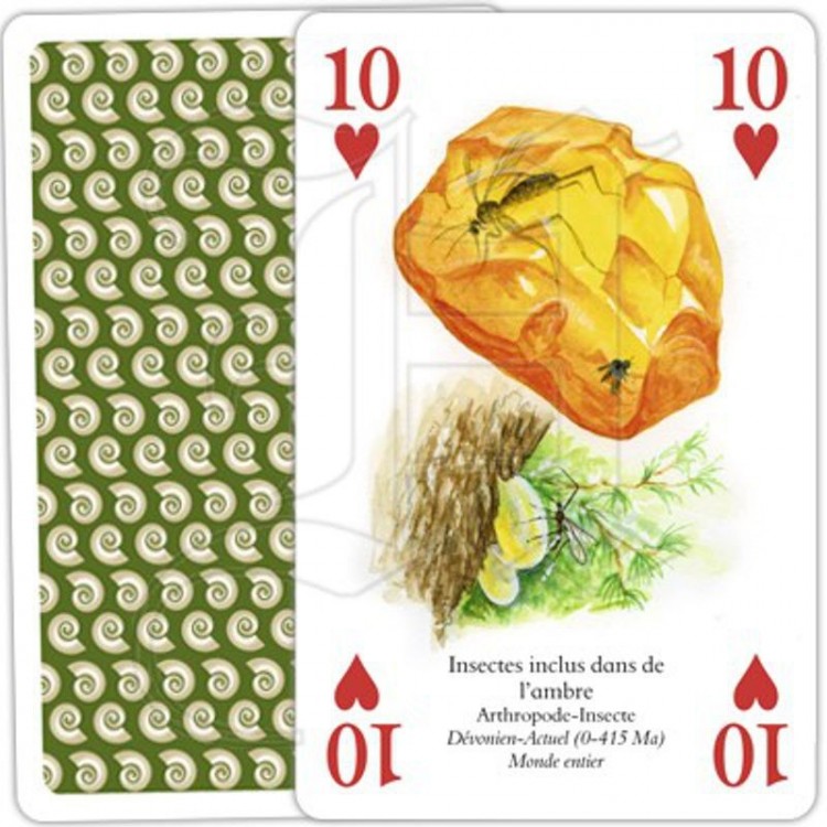 Jeu de Cartes Fossiles