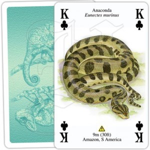 Jeu de Cartes Reptiles & Amphibiens 2
