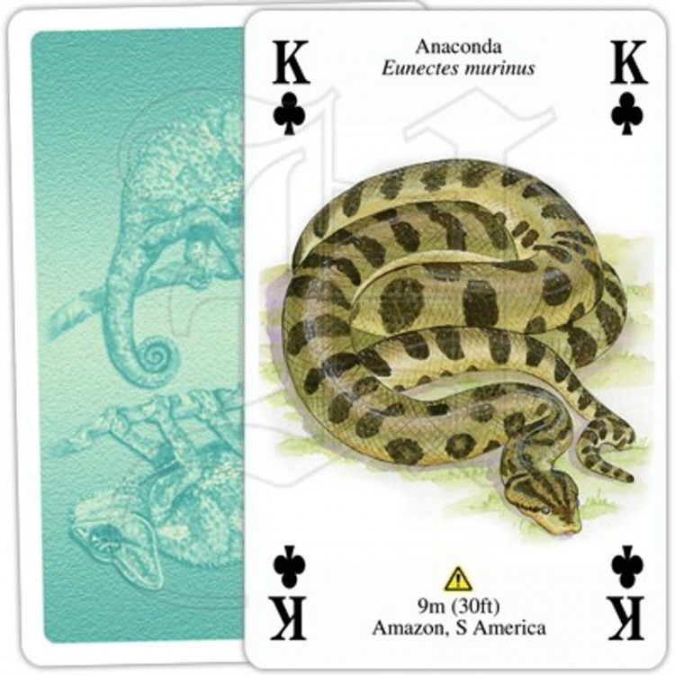 Jeu de Cartes Reptiles & Amphibiens Jeu de Cartes Reptiles & Amphibiens