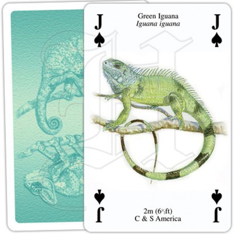 Jeu de Cartes Reptiles & Amphibiens Jeu de Cartes Reptiles & Amphibiens