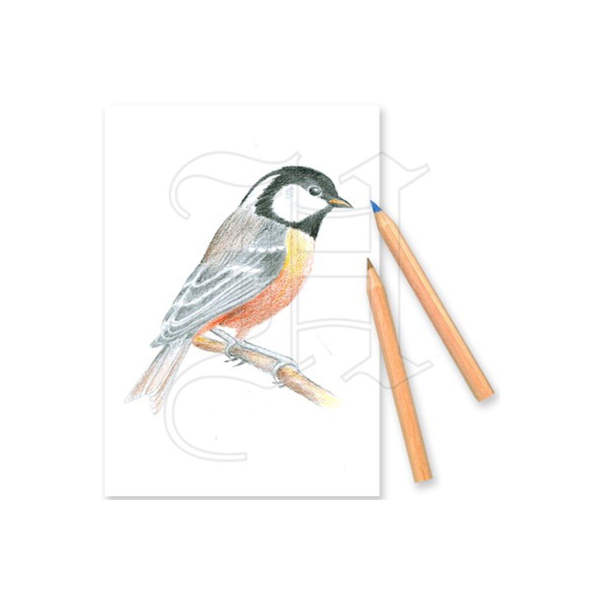 Coffret de Coloriage 'Oiseaux des Jardins'  Botanique Editions