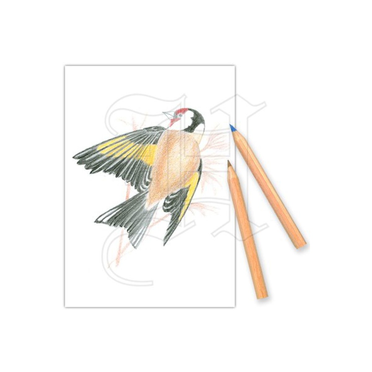Coffret de Coloriage 'Oiseaux des Jardins'  Botanique Editions