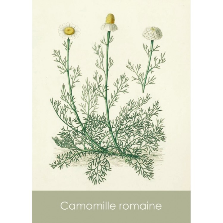 Sachets de graines Sandra Lefrançois - 3 variétés 