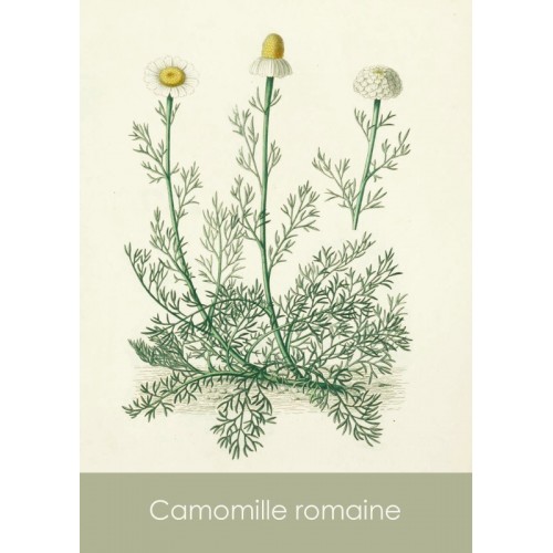 Sachets de graines Sandra Lefrançois - 3 variétés 