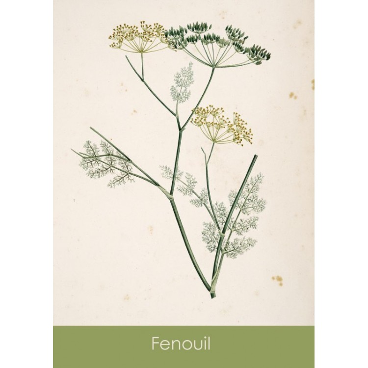 Sachets de graines Sandra Lefrançois - 3 variétés 