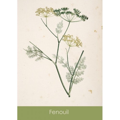 Sachets de graines Sandra Lefrançois - 3 variétés 