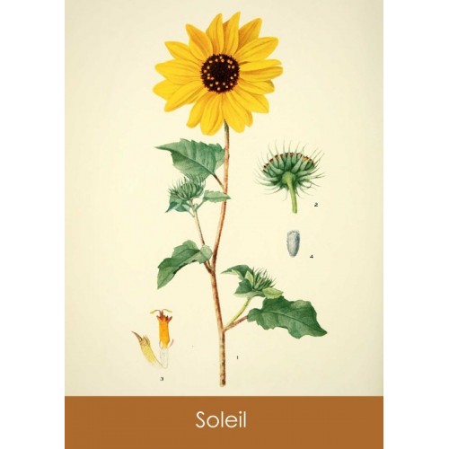 Sachets de graines Sandra Lefrançois - 3 variétés 