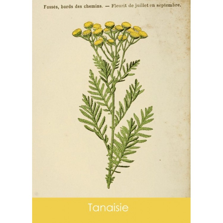 Sachets de graines Sandra Lefrançois - 3 variétés 