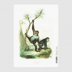 cahier a5 la girafe 2