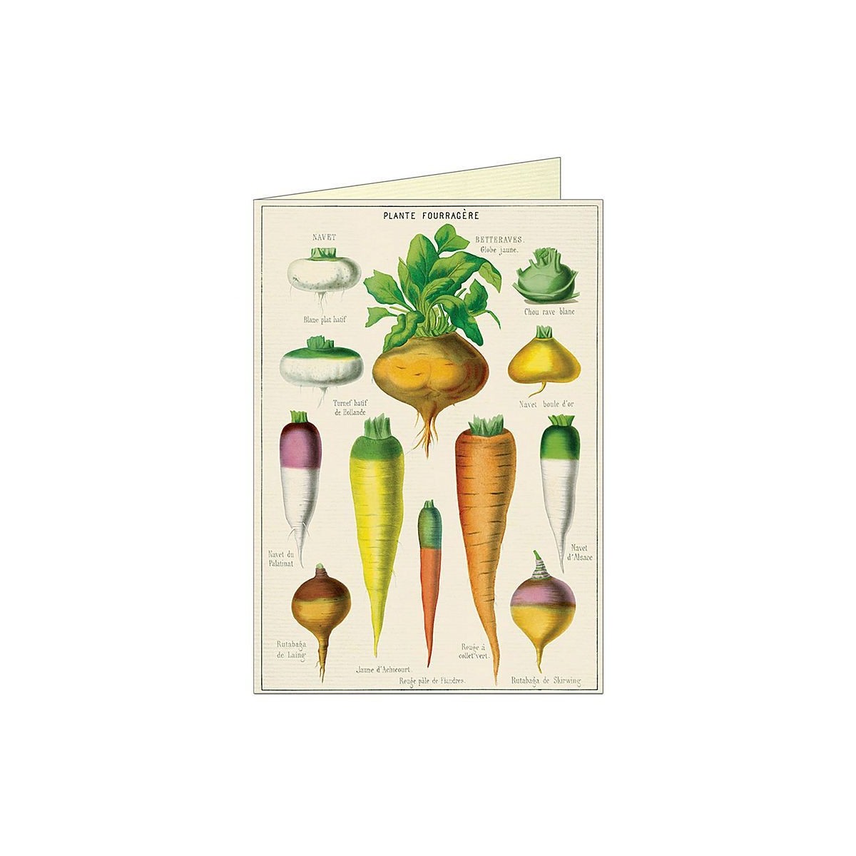 Brosse à légumes - Botanique éditions