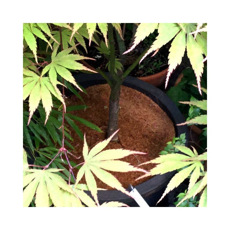 Collerettes Paillage Coco