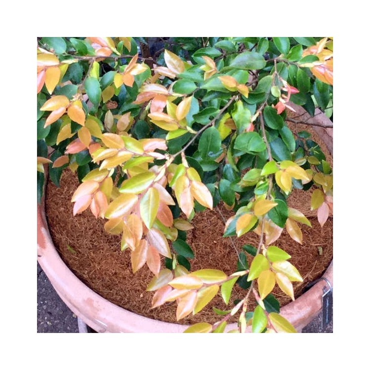 Collerettes Paillage Coco