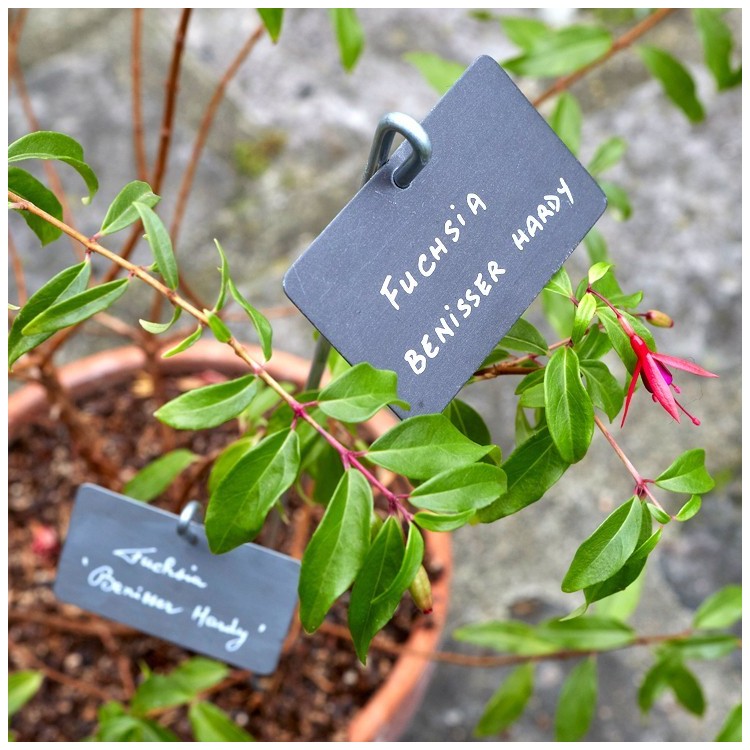 Etiquette & Support 'Thouin' zinc noir