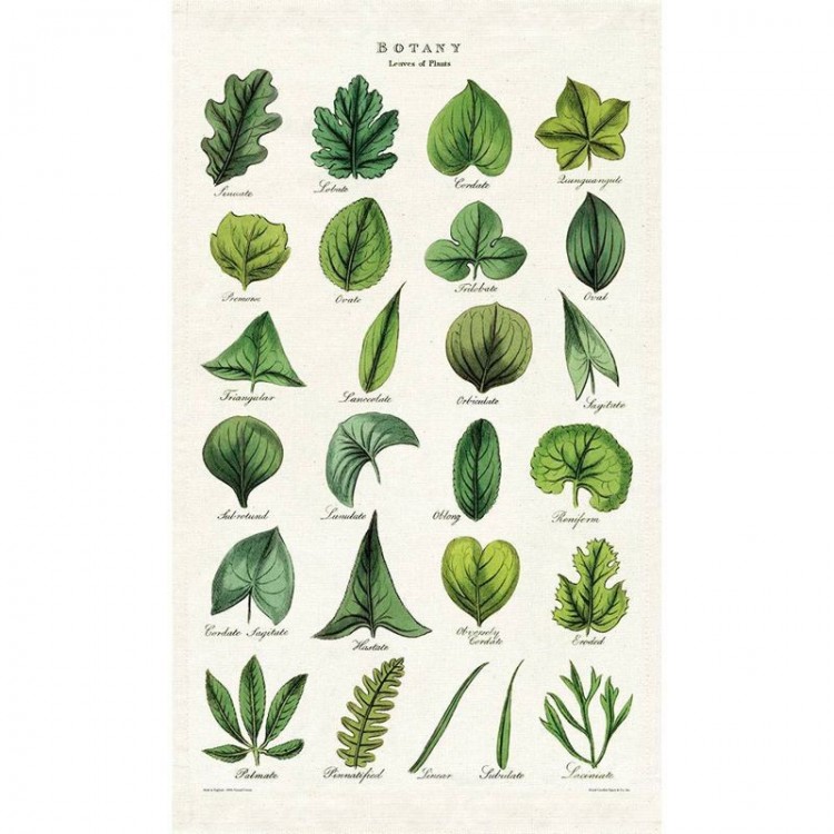 Kit supports Feuilles Herbier, feuilles d'arbres