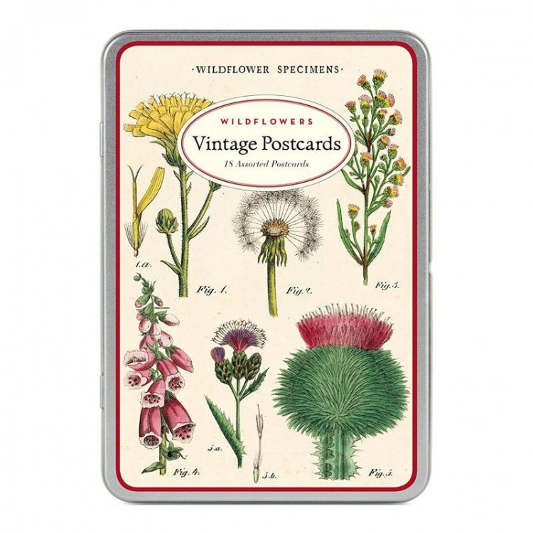 Cartes Postales Vintages Wildflower Specimens