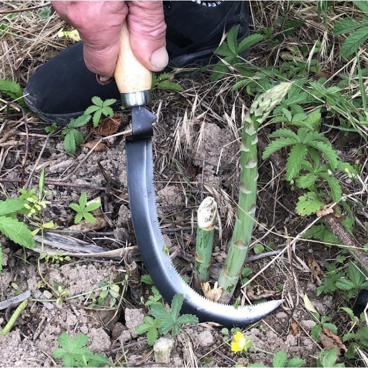 Serpette à Récolte