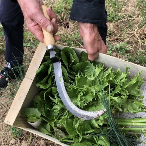 Serpette à Récolte