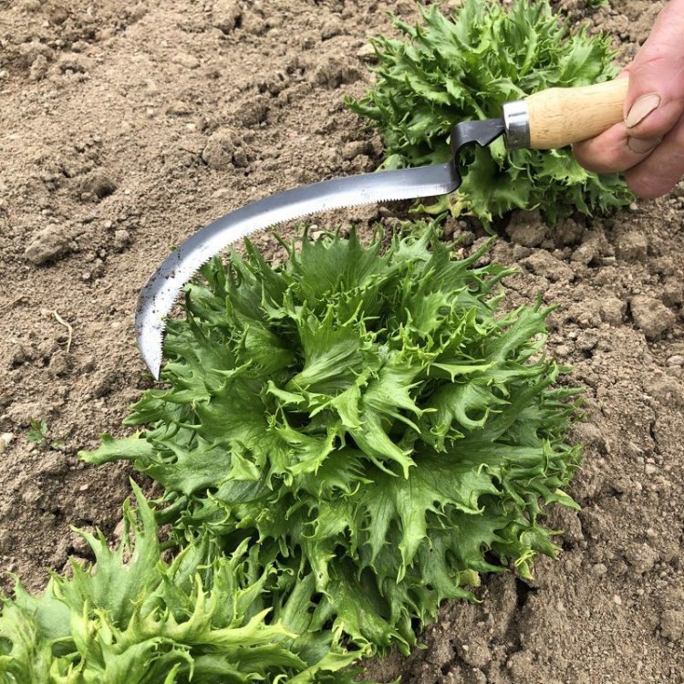 Serpette à Récolte