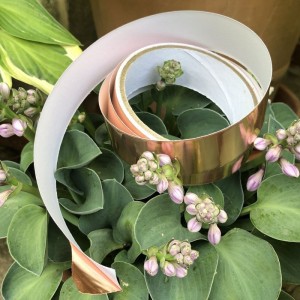 Ruban adhésif cuivre anti-limaces posé sur pot de jardin pour protéger les plantes