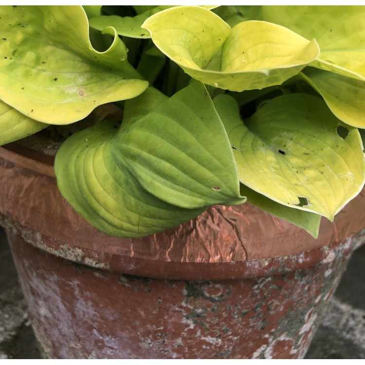 Ruban adhésif cuivre anti-limaces posé sur pot de jardin pour protéger les plantes