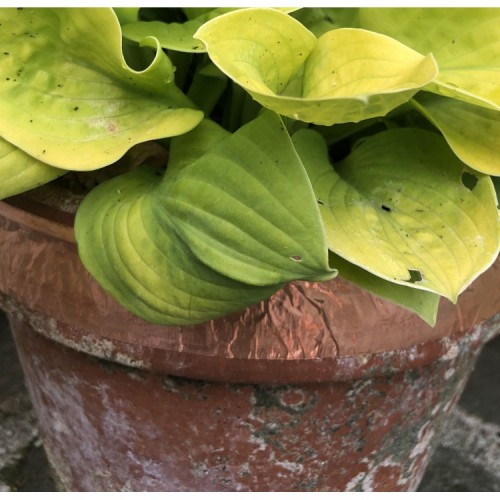 Ruban adhésif cuivre anti-limaces posé sur pot de jardin pour protéger les plantes