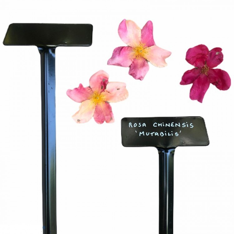 Etiquette sur Support Hortus