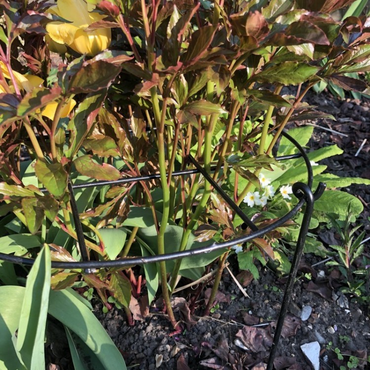 tuteur grille pivoine