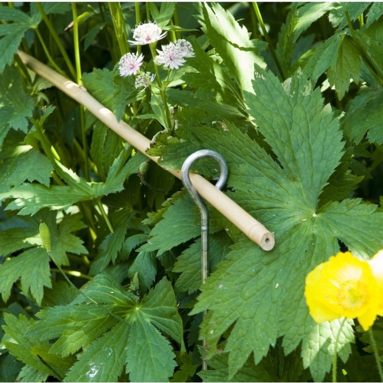 Tuteur de Jardin Candolle