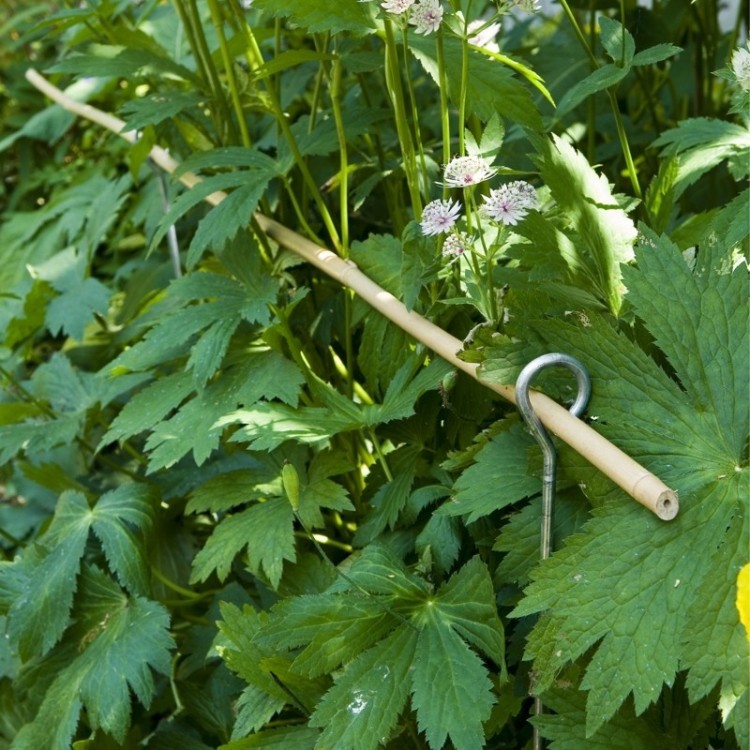 Tuteur de Jardin Candolle