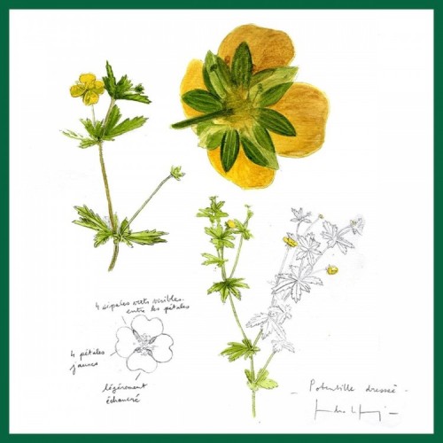 Hortensias & Hydrangea