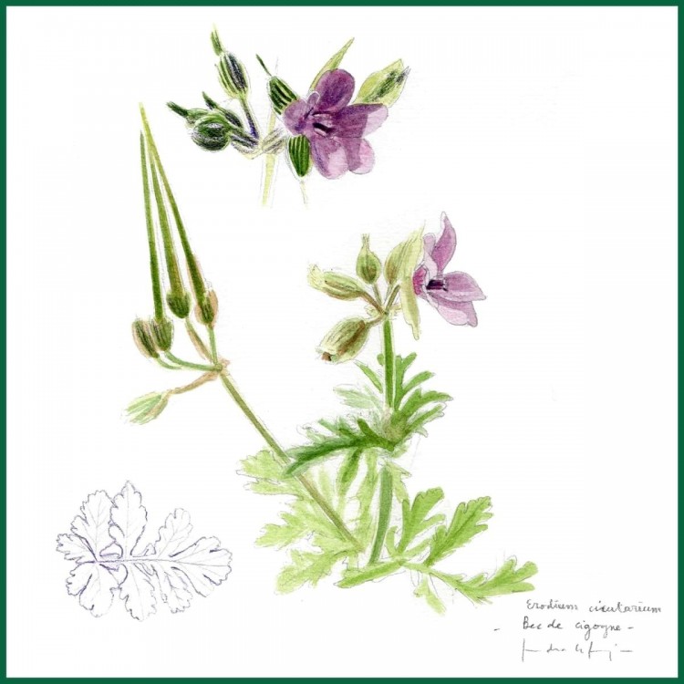 Hortensias & Hydrangea