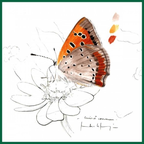 Hortensias & Hydrangea