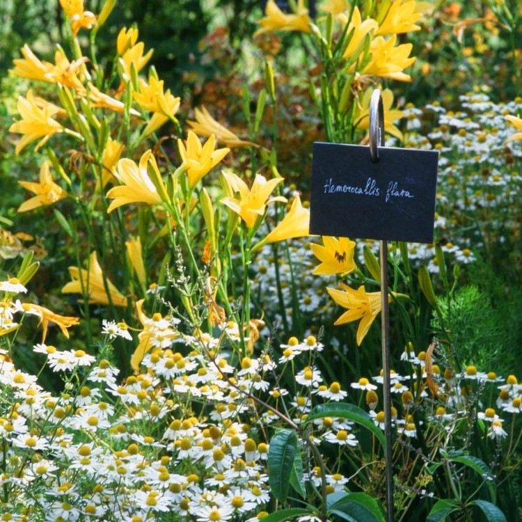 Etiquettes Ardoise 'Poppy'