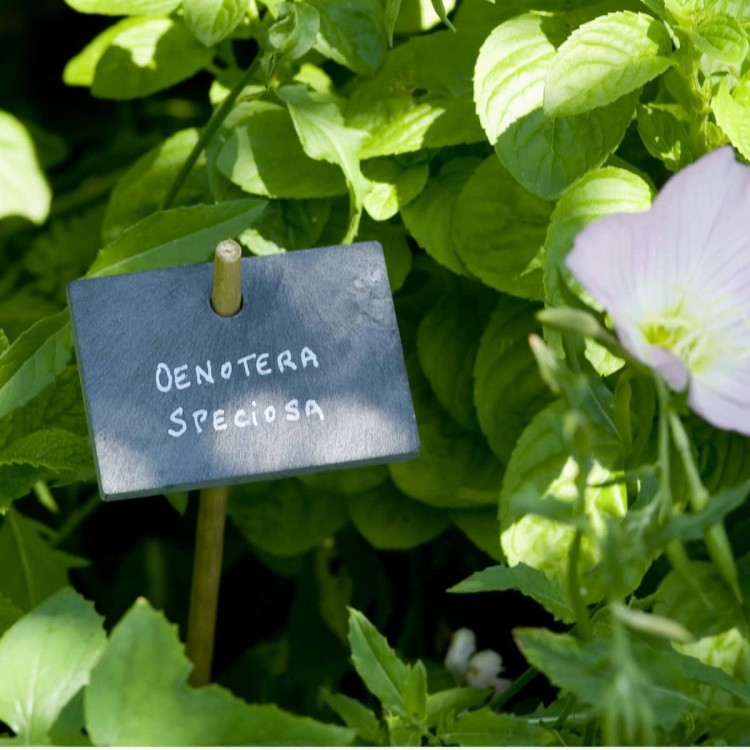 étiquette de jardin en ardoise
