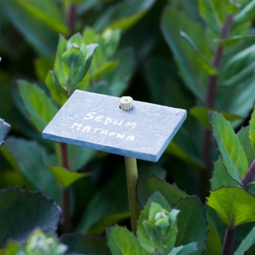 étiquette de jardin en ardoise